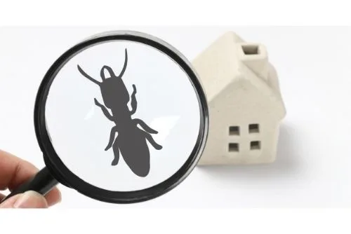 Schädlingsbekämpfung Service - Professionelle Schädlingsbekämpfung Niederbayern, IHK-geprüft Kammerjäger