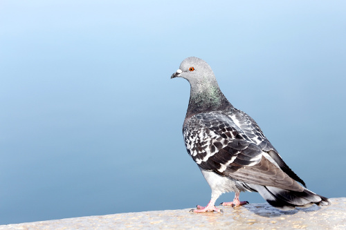 Taubenabwehr Service - Professionelle Schädlingsbekämpfung Niederbayern, IHK-geprüft Kammerjäger