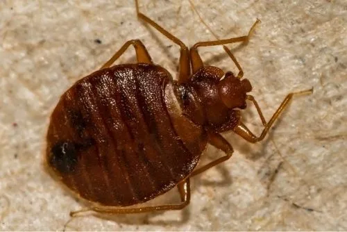 Bettwanzenbekämpfung Service - Professionelle Schädlingsbekämpfung Niederbayern, IHK-geprüft Kammerjäger